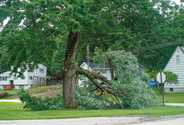  West Columbia, TX Tree Care Services Pros